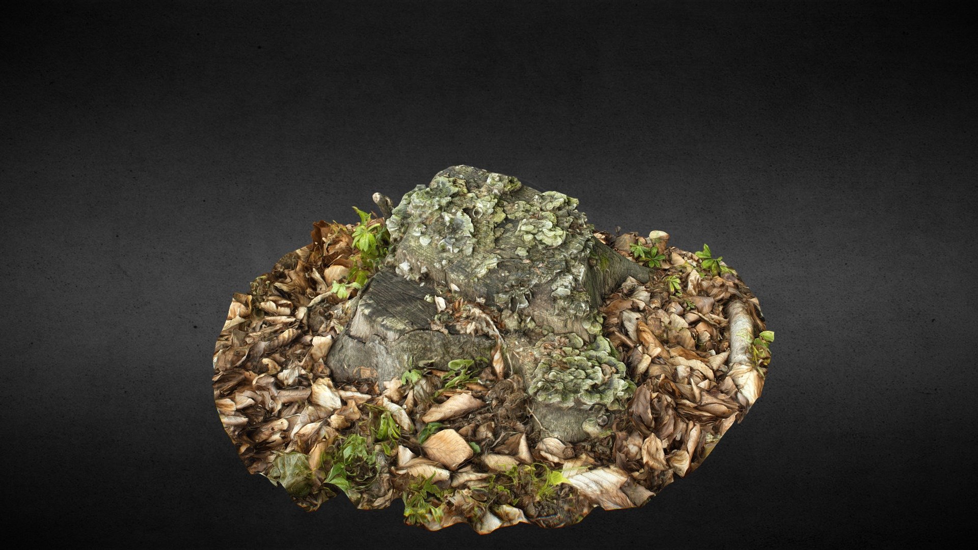 Tree stump - photogrammetry - Download Free 3D model by Zygomir ...