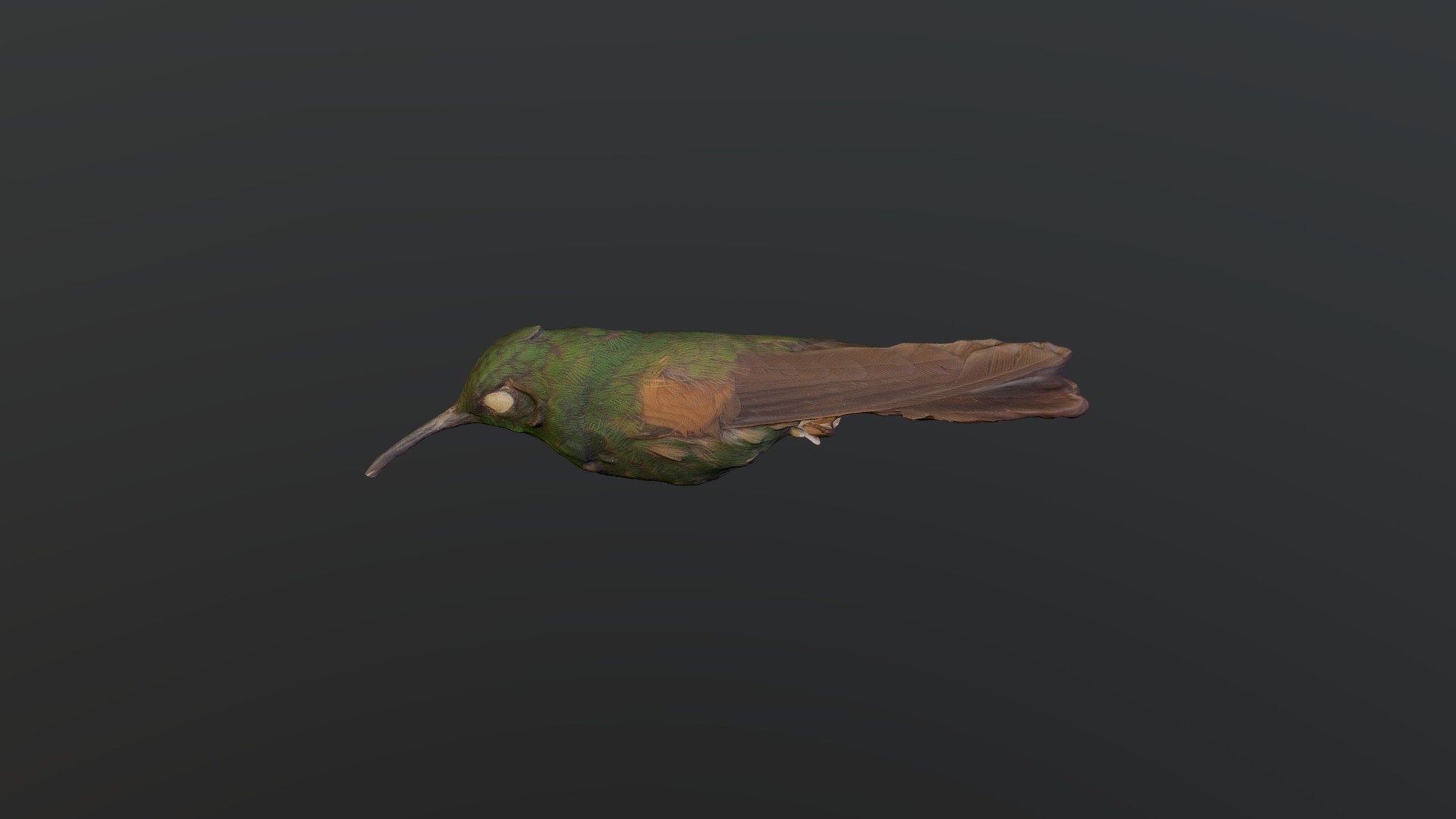 Stripe-tailed Hummingbird - Eupherusa Eximia