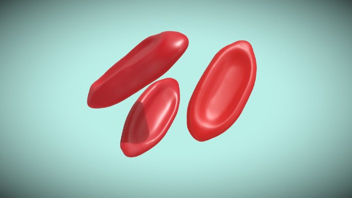 Elliptocytes 3D Model