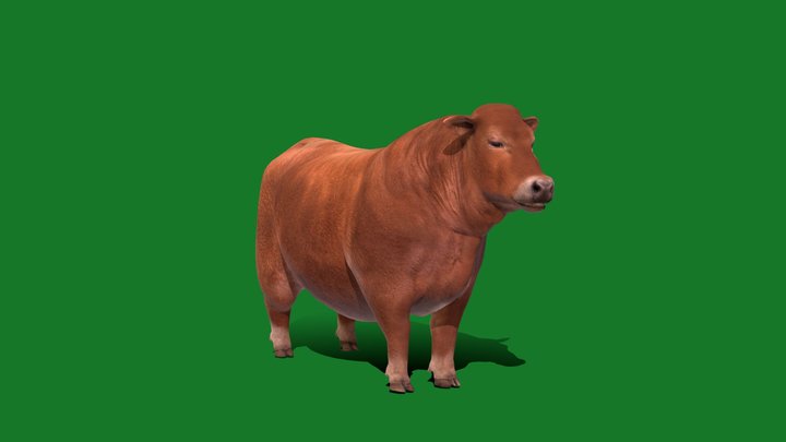Santa Gertrudis American Cattle (Game Ready) 3D Model