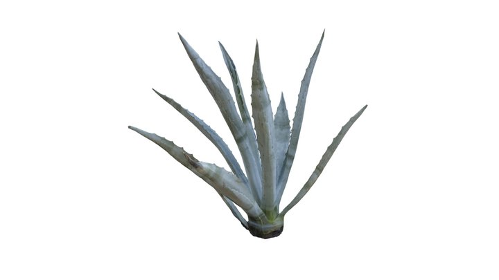 Agave Plant 3D Model