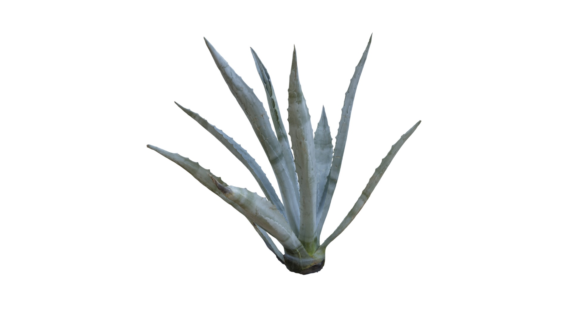 3D model Agave Plant - This is a 3D model of the Agave Plant. The 3D model is about a close-up of a leaf.