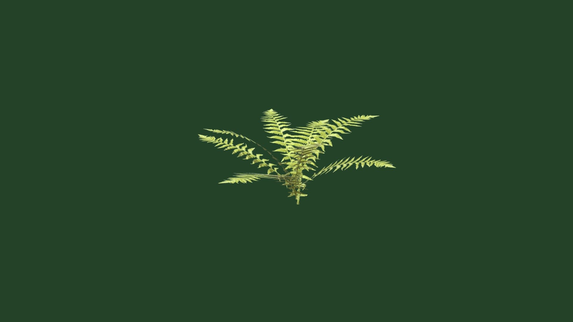 Tessellated Fern
