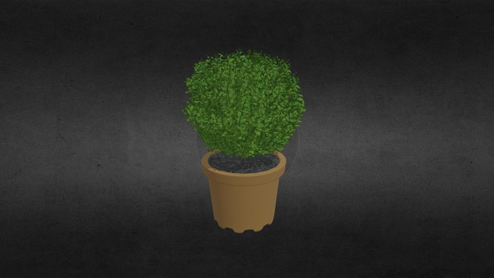 buxus 3D Plant 3D Model