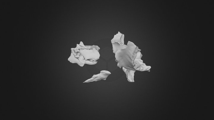 Sphenoid, ethmoid and vomer assemblage 3D Model