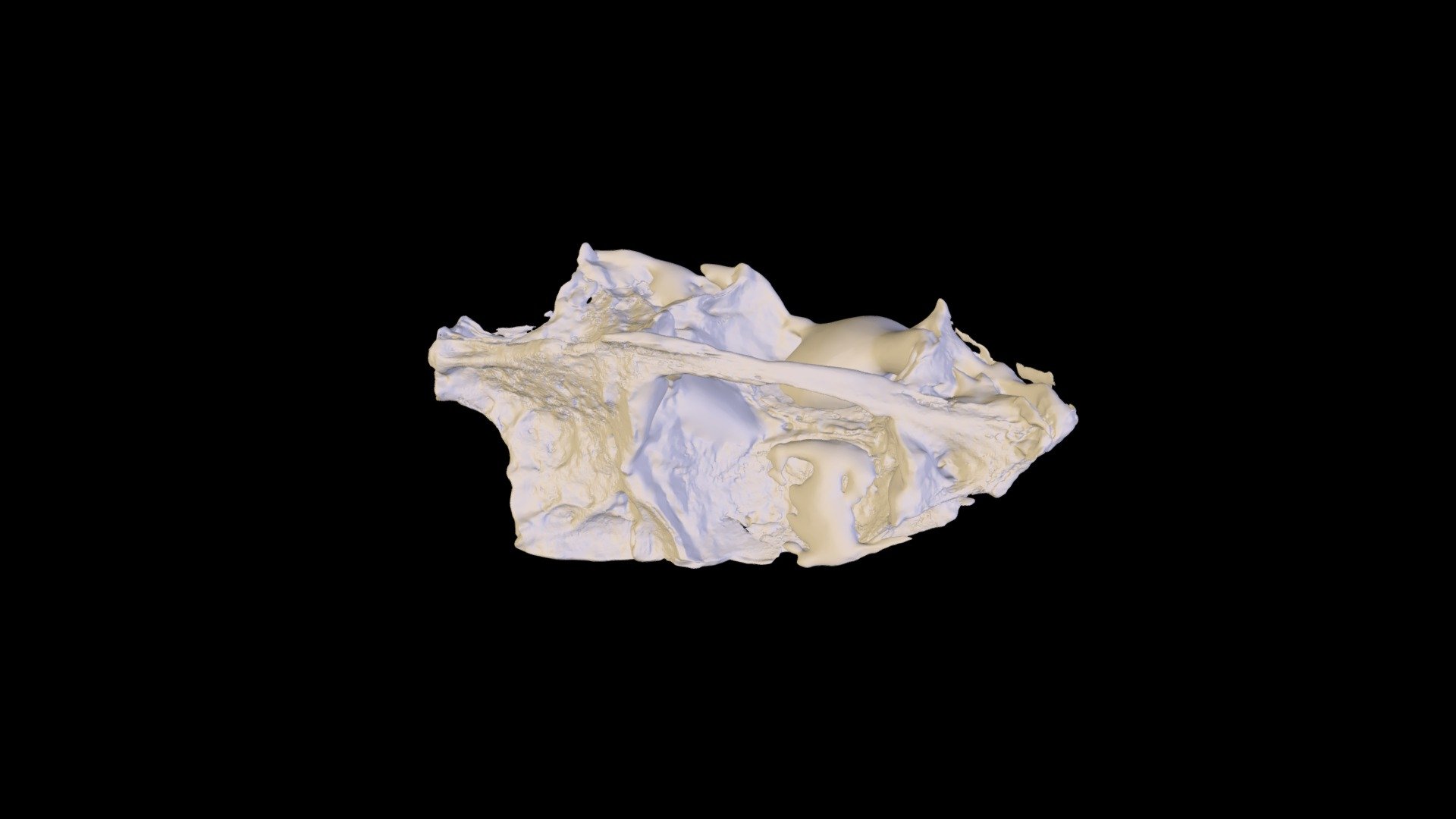 Blue Runner (Caranx crysos) Neurocranium 3D model by PossumPal