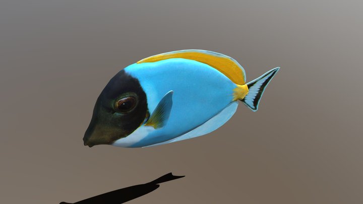 Ambly Fish in Blender 2.80 and other formats 3D Model
