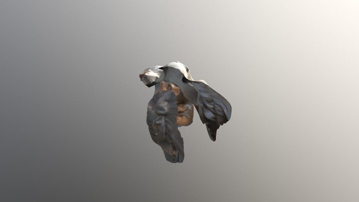 A face 3D Model