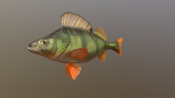 Perch Fish 3D Model