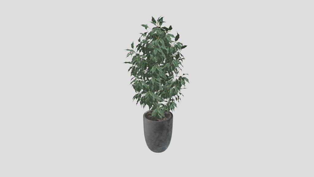 Ficus Indoor Tree