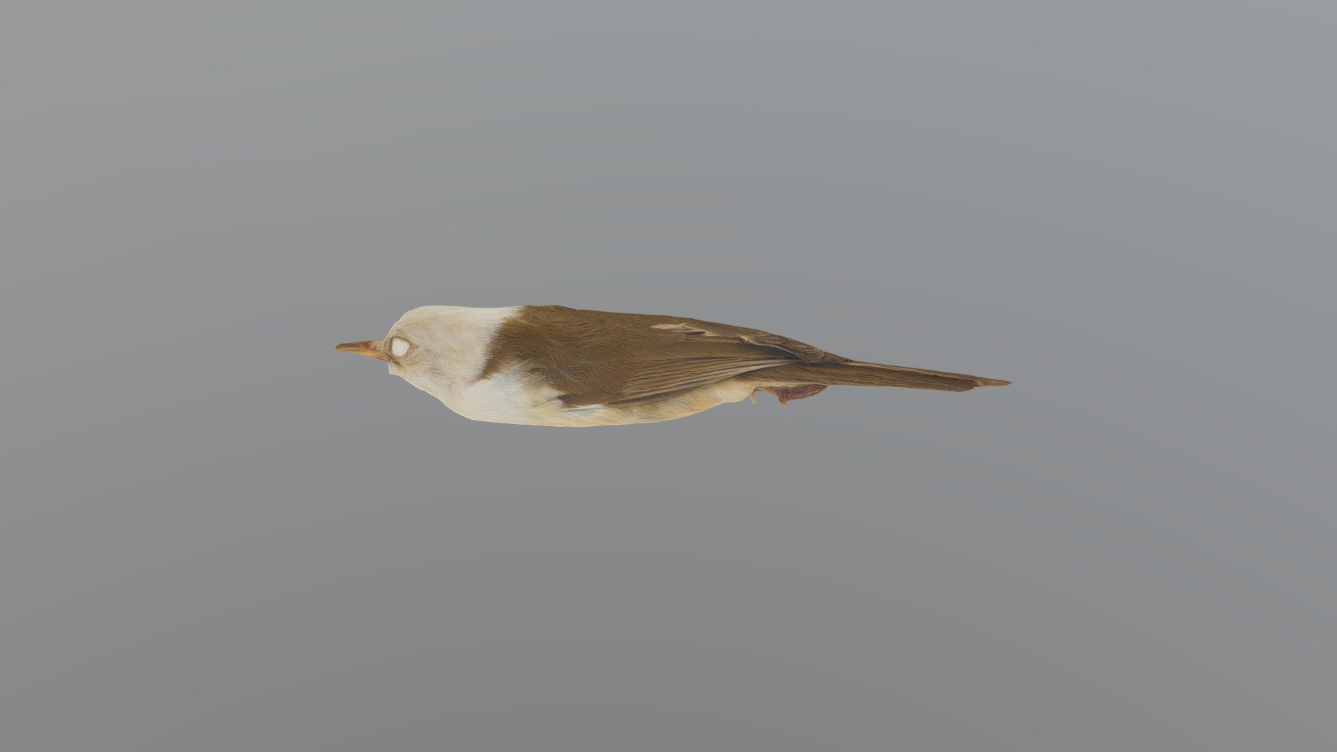 Whitehooded Babbler Gampsorhynchus rufulus Download Free 3D model