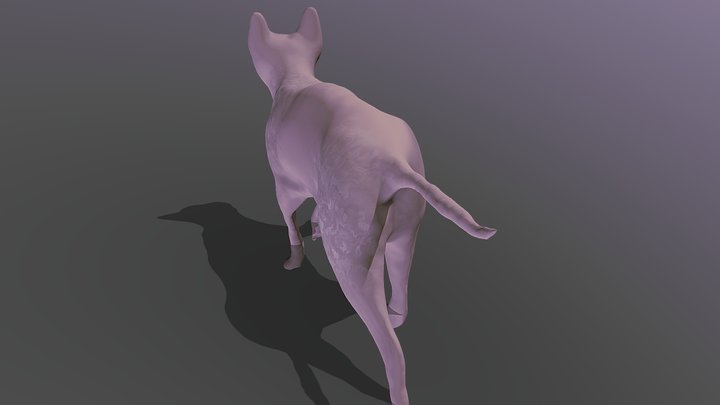 Sphynx Cat Animal Model 3D Model
