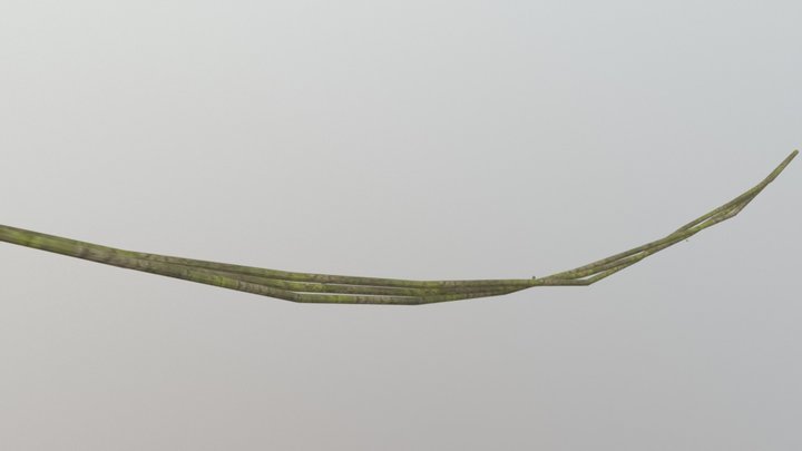 Jungle Vine 3D Model