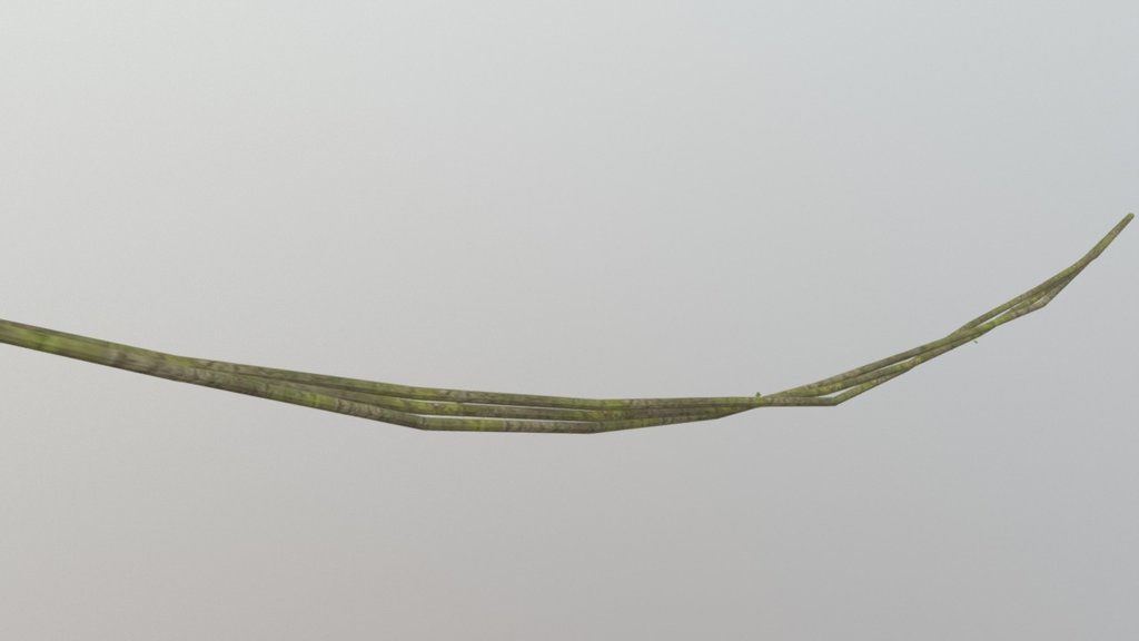 Jungle Vine
