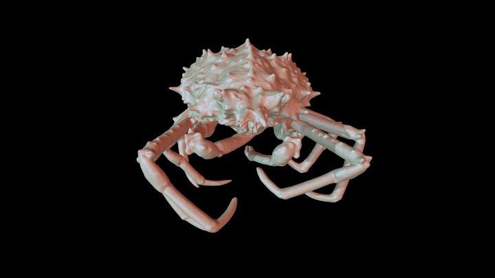 Ridged spider crab 3D Model