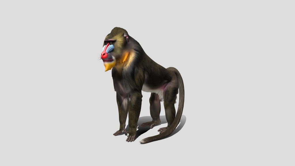 Mandrill Monkey 3D Model Free