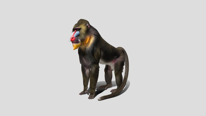 Mandrill Monkey 3D Model Free – Modello 3D gratuito STL