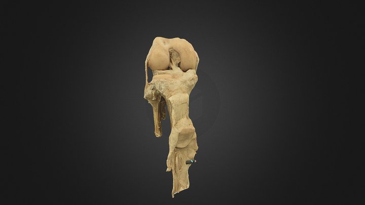 Articulated Knee 3D Model