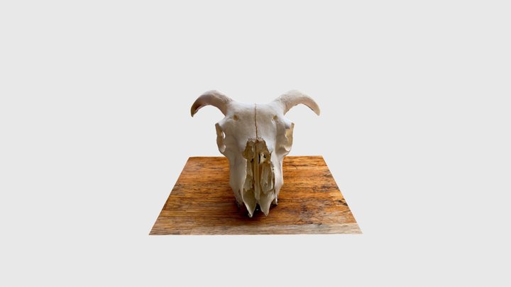 Sheep skull 3D Model