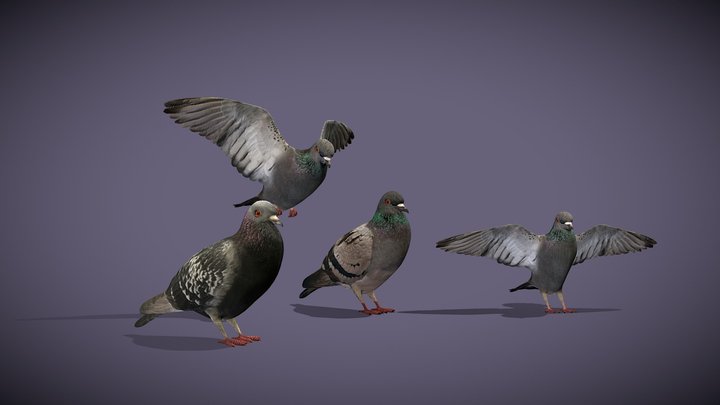Pigeons 3D Model
