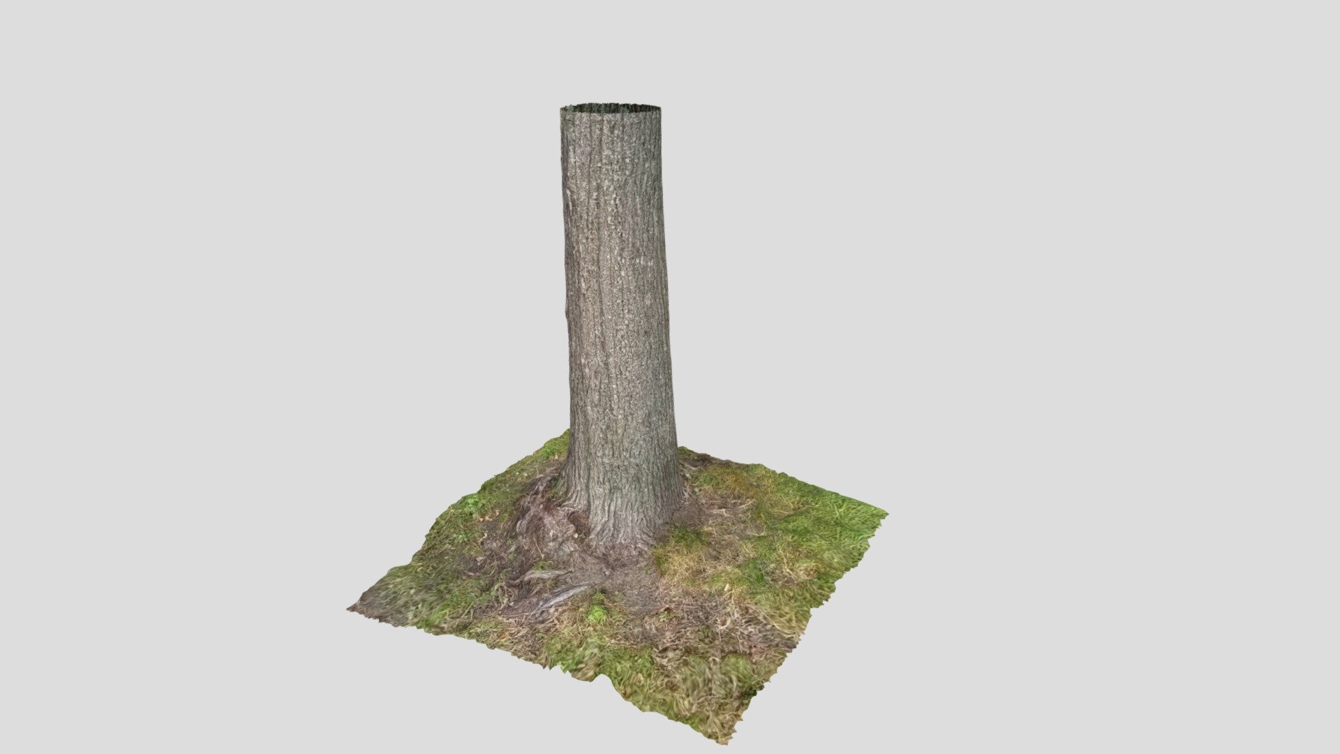 Tree 01