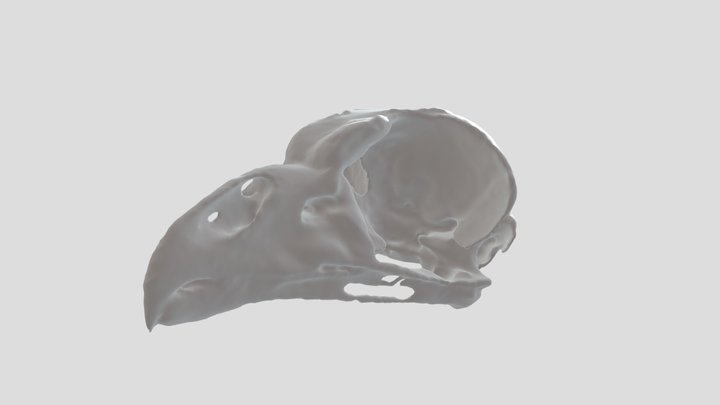 Strigidae - Owl skull 3D Model