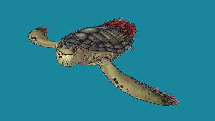 Project Sea Drive: The turtle 3D Model