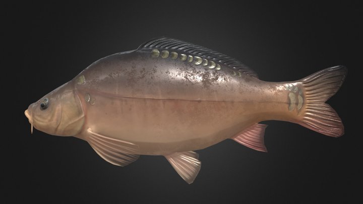 Naked Carp 3D Model