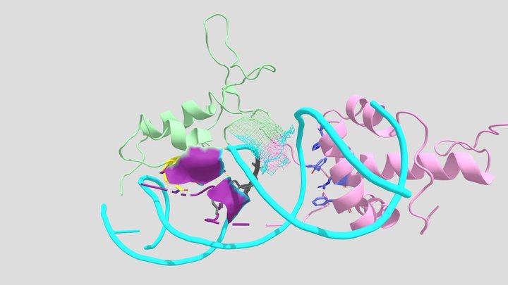 Helix-turn-helix of RAP1 DNA-binding domain 3D Model