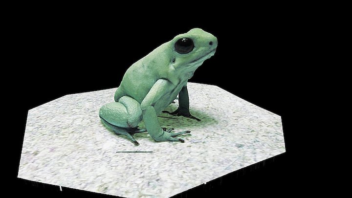 Model 41 - Phyllobates terriblis, "Mint morph"