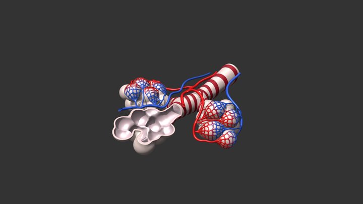 Alveoli Cross Section 3D Model