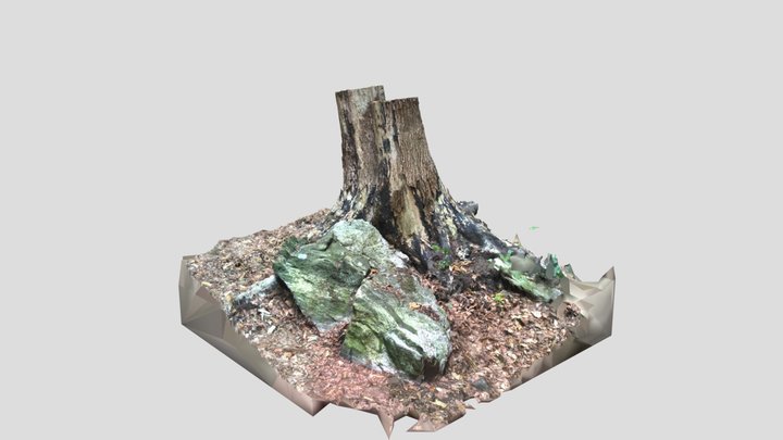Tree Stump RealityScan 3D Model