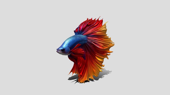 Azure Ember Betta Fish 3d Model