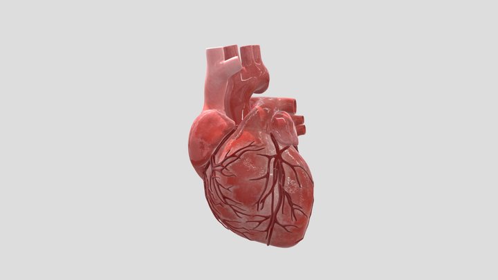 Heart 3D Model