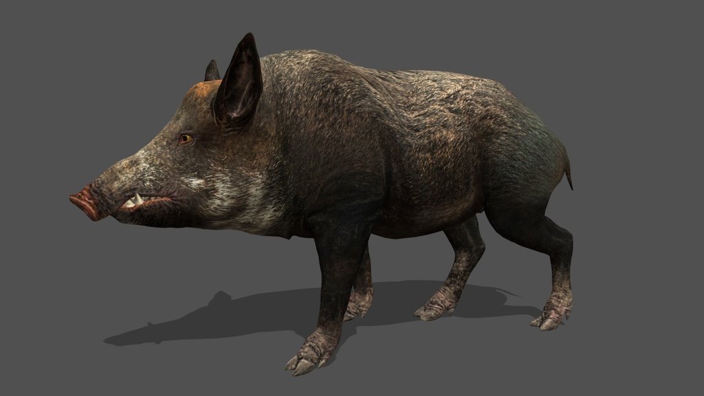 Animated Wild Boar – 3D Animal Model