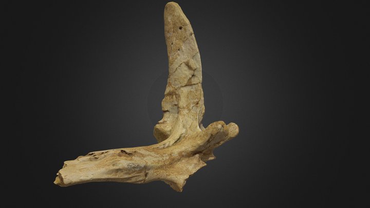 Spinosaurus Caudal Vertebra 3D Model