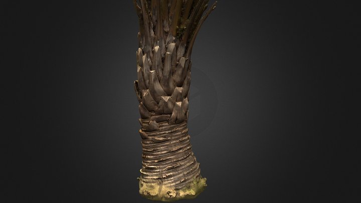 3D Jelly palm (photogrammetry) 3D Model