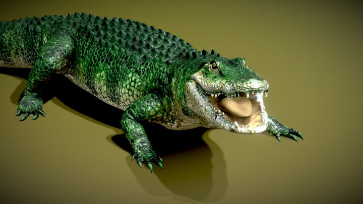 Crocodile 3D models Sketchfab