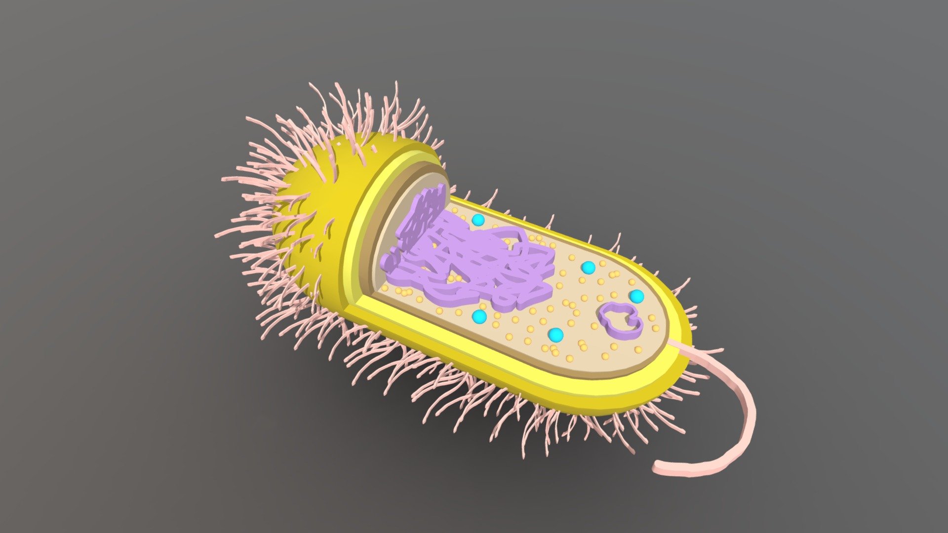 (12STEM7) GROUP 5 - Bacterial Cell Model - Download Free 3D model by ...