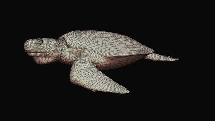 Model 53B - Flatback Sea Turtle Mesh – Modelo 3D gratuito STL