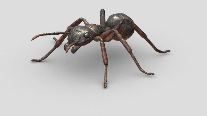 Ant Textured High poly 3D Model
