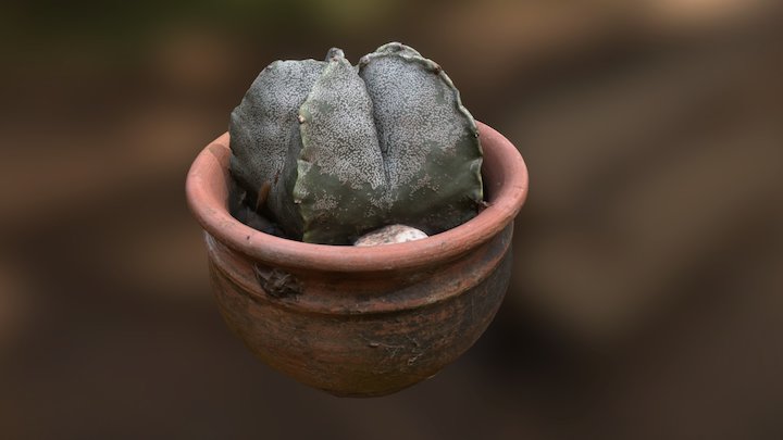 Re-topologized Photoscanned Cactus 3D Model