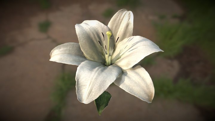 White Lilly - Metascan – Free 3D Model STL