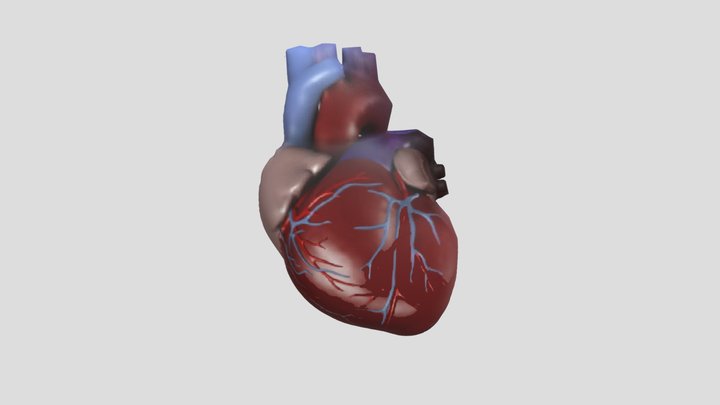 Jantung 3D Model