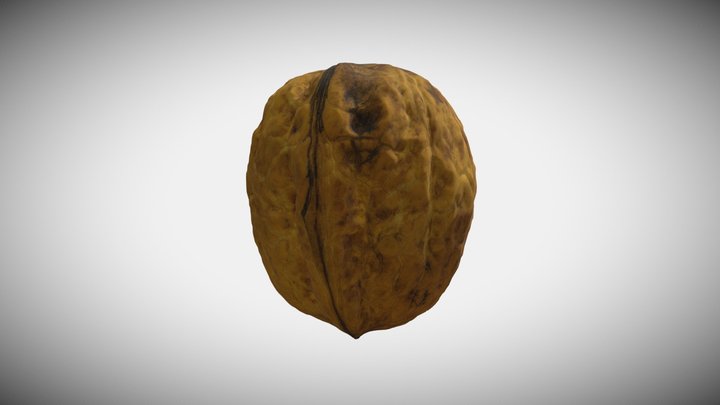 Walnut 3D Model