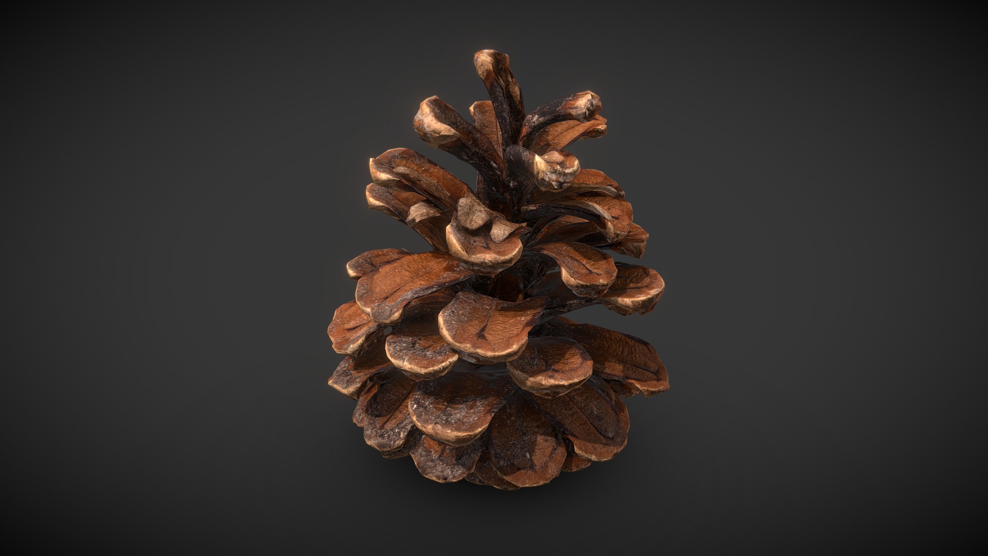 3D model Pine Cone 3D Scan - This is a 3D model of the Pine Cone 3D Scan. The 3D model is about a pine cone with a black background.