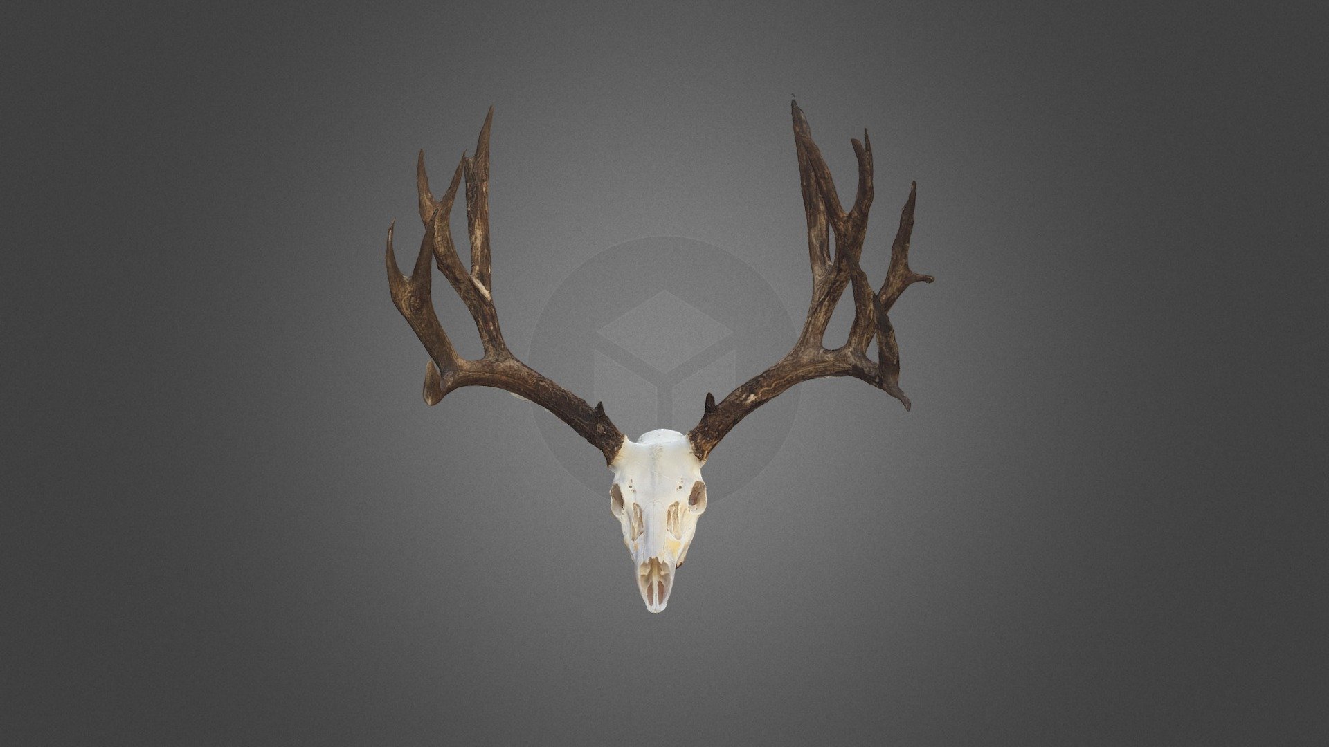 Paul Anthony Mule Deer - 3D Model By 3D Big Game (@bishoppa) [d8e4356 ...