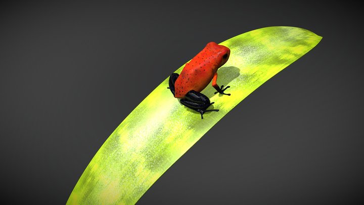 poison Frog 3D Model