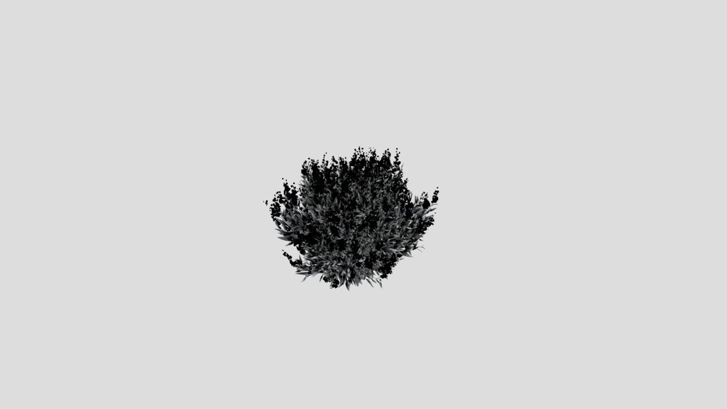 Shurb Caryopteris Bluebeard Animated