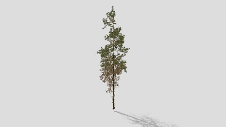 Fir Douglas 3D Model